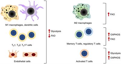 Similarities in the Metabolic Reprogramming of Immune System and Endothelium